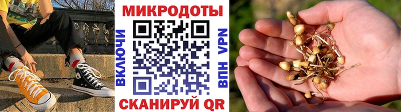 OMG вход  где купить наркоту  Светлогорск  Галлюциногенные грибы Psilocybe 